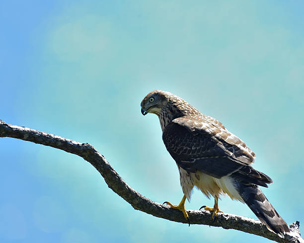 istock Wild bird in Hokkaido 505021166