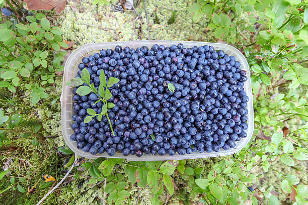 jar full of blueberries in the forest - plastic jars sweden bildbanksfoton och bilder