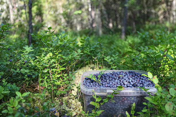 jar full of blueberries in the forest - plastic jars sweden bildbanksfoton och bilder