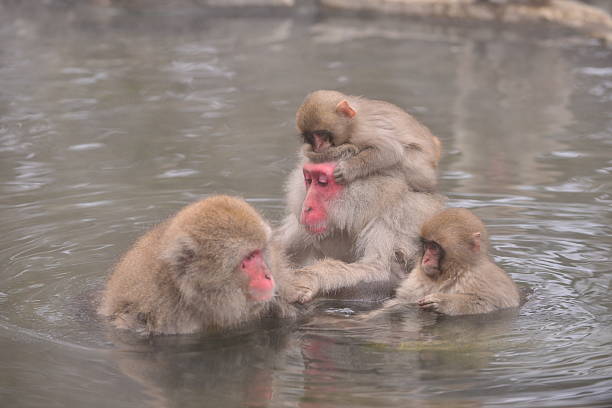 istock Monkeys at Wild Snow Monkey Park, Japan 505021316