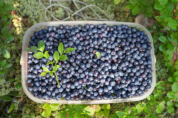 jar full of blueberries in the forest - plastic jars sweden bildbanksfoton och bilder