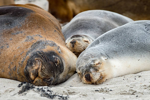 istock australian sea lion relaxing on the beach 505021620