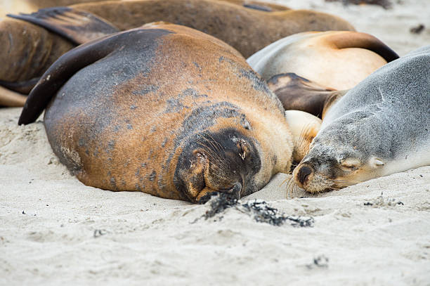 istock australian sea lion relaxing on the beach 505021632