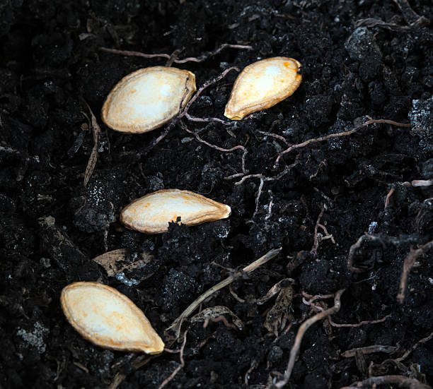 sementes de abóbora - planting growth plant gourd imagens e fotografias de stock