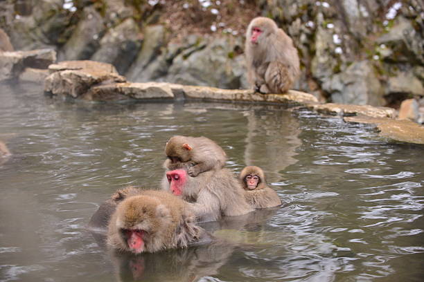 istock Monkeys at Wild Snow Monkey Park, Japan 505022978