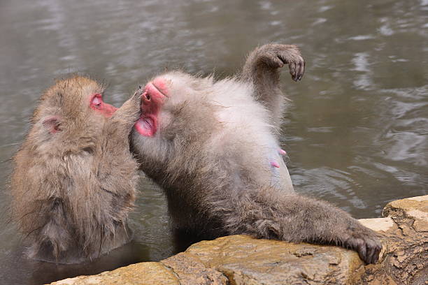 istock Monkeys at Wild Snow Monkey Park, Japan 505023932