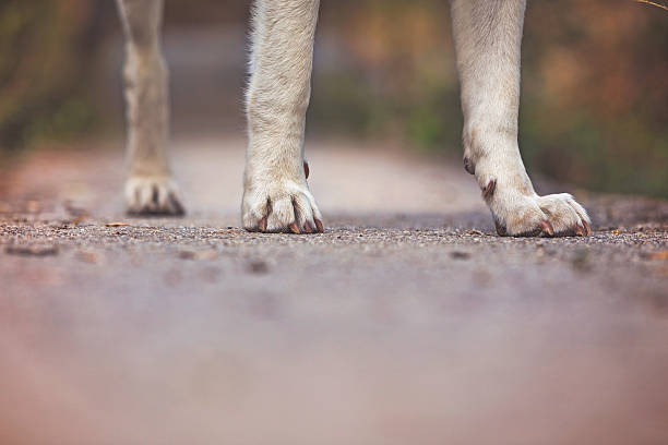 zampe di cane con tre gambe il ponte - three legged race foto e immagini stock