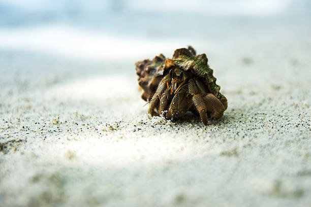 istock Hermit crab on a background sea 505025780