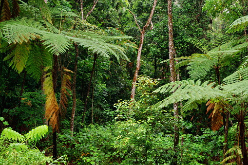 Rainforest near Kuranda, Queensland, Australia