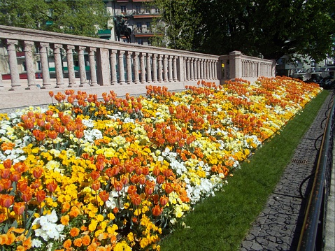geneva - flowers in quai di mont blanc