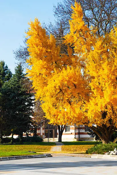 Photo of Big Autumn Ginkgo tree in a city park