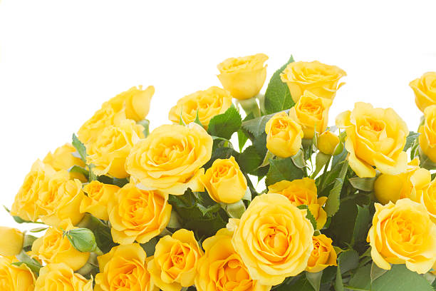 istock bouquet of fresh roses 505028028