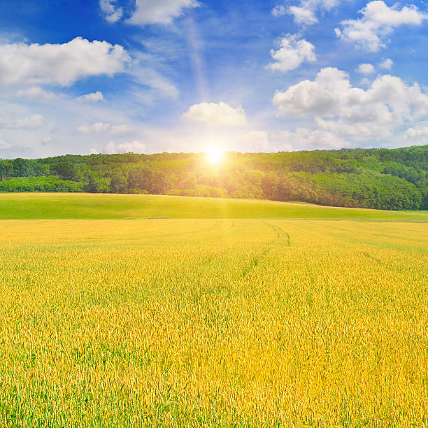 istock field, sunrise and blue sky 505028434