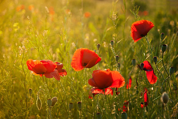 istock Poppy field against sunlight 505028670