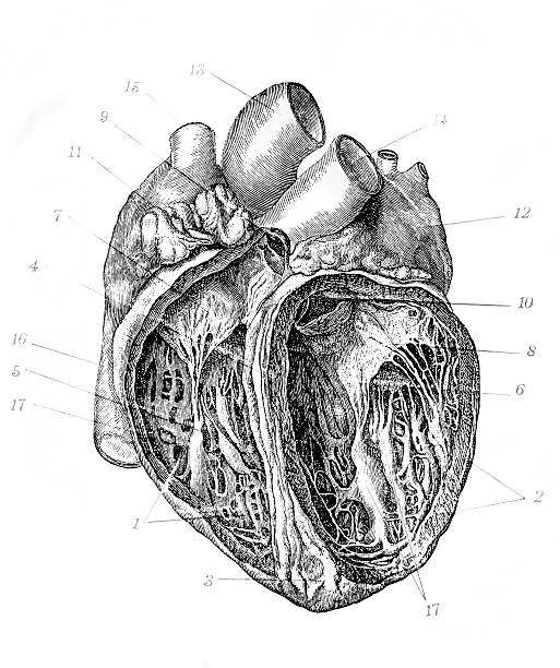 Antique illustration of heart Antique illustration of heart section human heart sketch stock illustrations