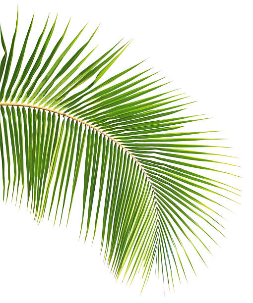 istock Green coconut leaves 505029688
