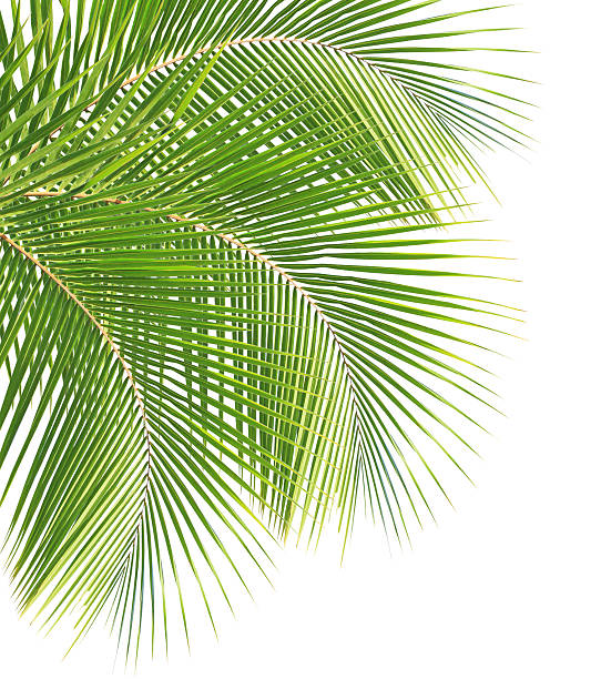 istock Green coconut leaves 505030372
