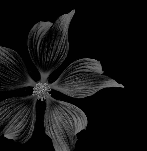 istock faded flower on black background 505030532