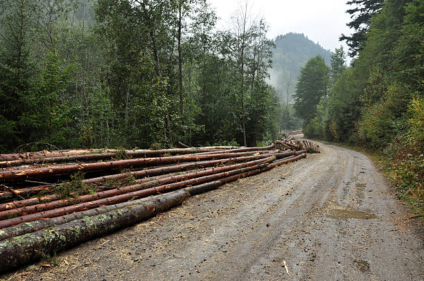 istock Deforestation concept. Pile of pine logs 505030540