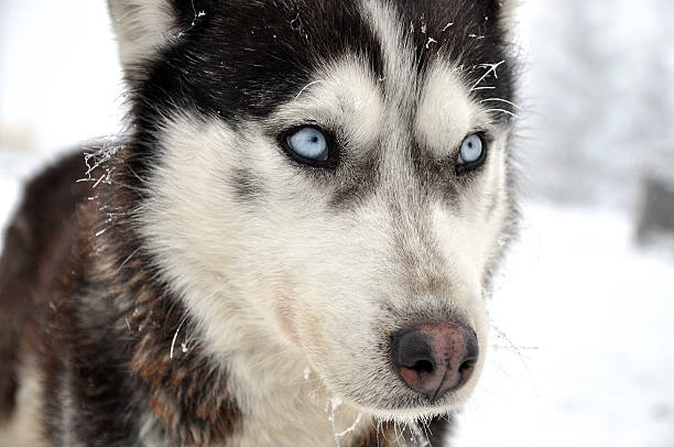 Husky portrait Husky portrait at winter dogsledding stock pictures, royalty-free photos & images
