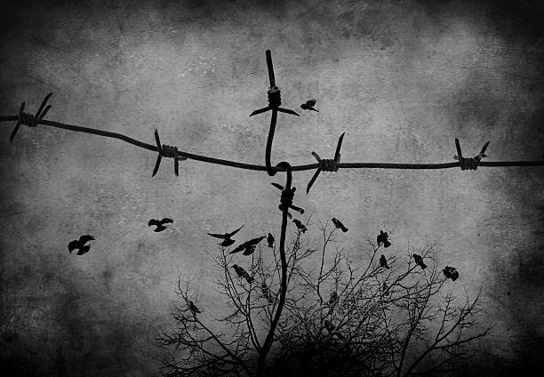birds fly through the sky barbed wire
