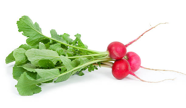 istock Bunch of fresh radish 505031518