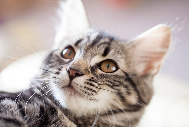 A close-up of a fluffy grey and white cat looking intently at something outside the frame.