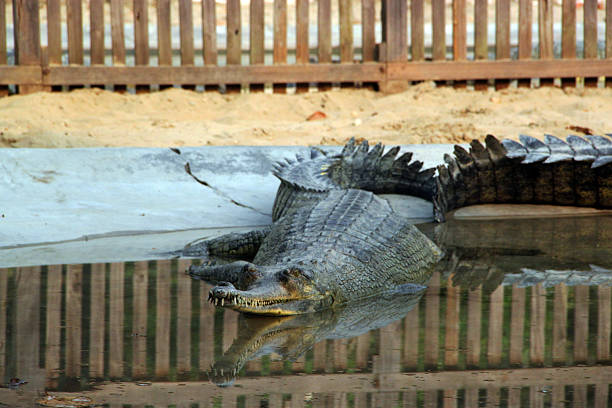 istock Nepal: Gharial Crocodile at Chitwan National Park 505044751