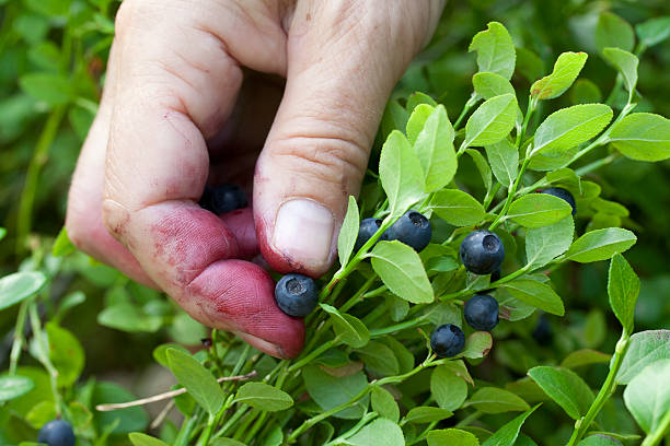 gathering berries of bilberry. horizontal. stock photo