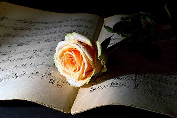 istock Beautiful Yellow Rose on an Ancient Music Score 505045799