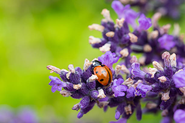 Ladybug On Lavender stock photo