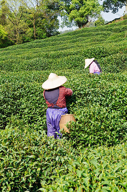 istock Tea plucking female worker 505046125