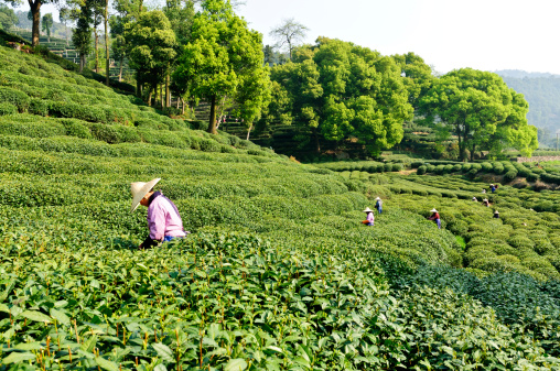 Hangzhou west lake longjing tea plantations