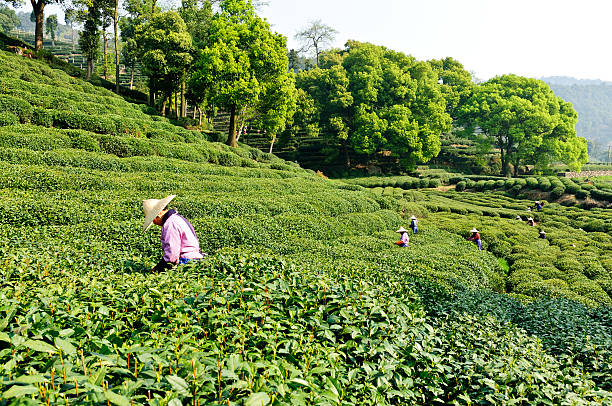 hangzhou lago west longjing plantações de chá - tea pickers imagens e fotografias de stock