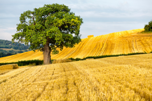 A single oak tree stands out in a recently harvested field in the English countryside