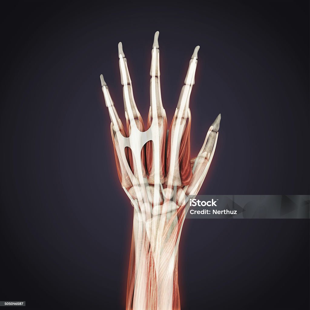 Human Hand Anatomy Stock Photo Biology Diagrams