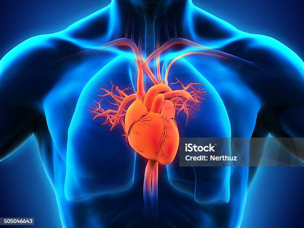 Photo libre de droit de Coeur Humain Anatomie banque d'images et plus d'images libres de droit de Anatomie - Anatomie, Corps humain, Forme tridimensionnelle