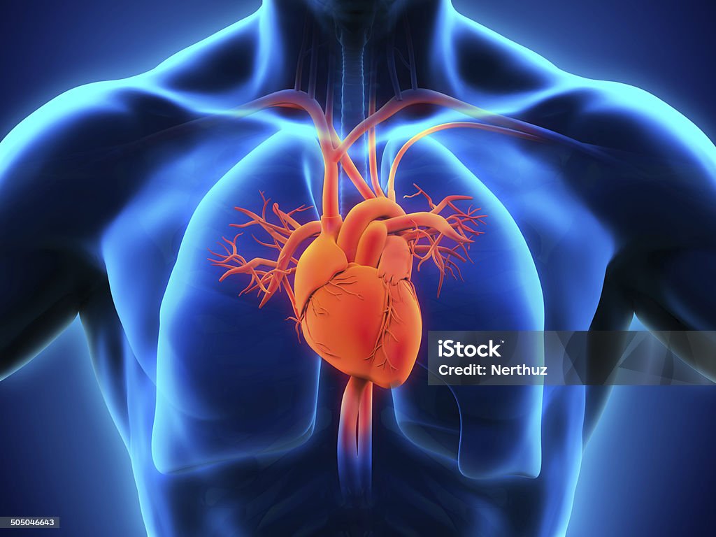 Human Heart Anatomy Human Heart Anatomy Illustration. 3D render Anatomy Stock Photo