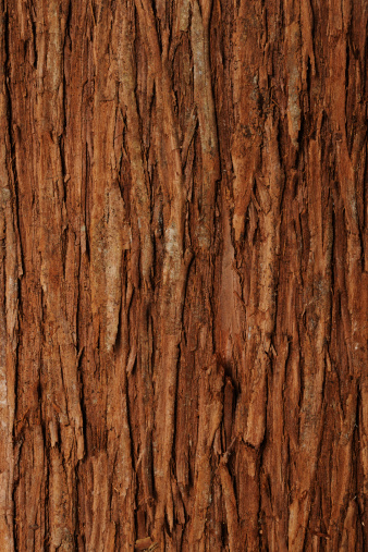 Close-up shot of cedar bark textured background.