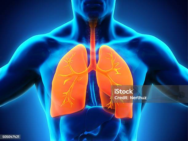 Human Respiratory System Stock Photo - Download Image Now - Abdomen, Alveolus, Anatomy