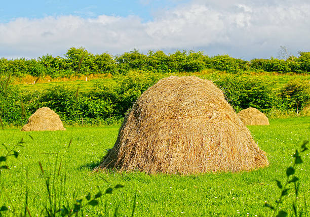 A scenic rural nature with a hay pile and a dense greenery