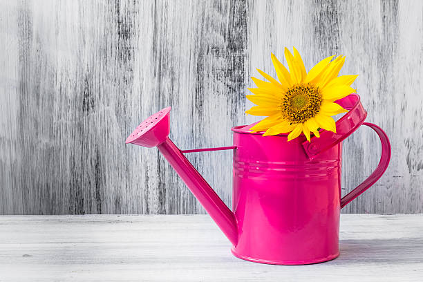 Still Life. Bouquet of sunflowers in watering can