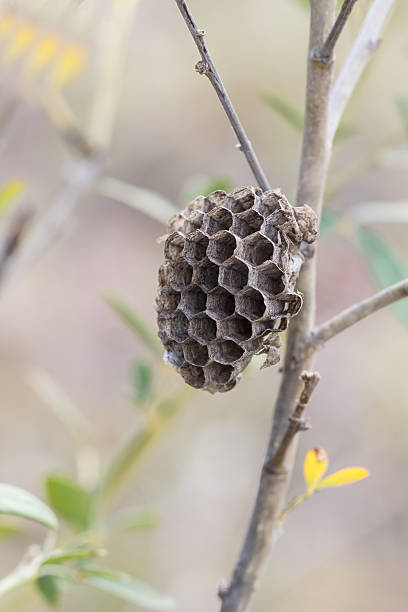 istock Nest of a wasp hanging on a tree branch 505048069