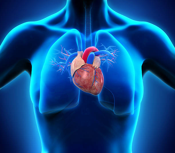 istock Human Heart Anatomy 505048269