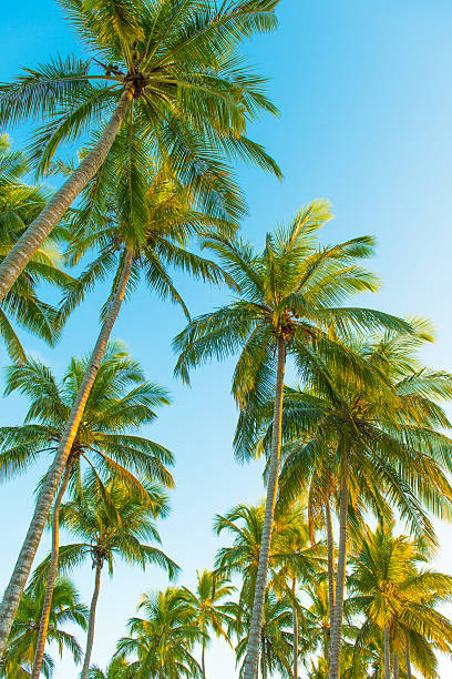 istock Palm trees at a tropical beach in Brazil 505049207