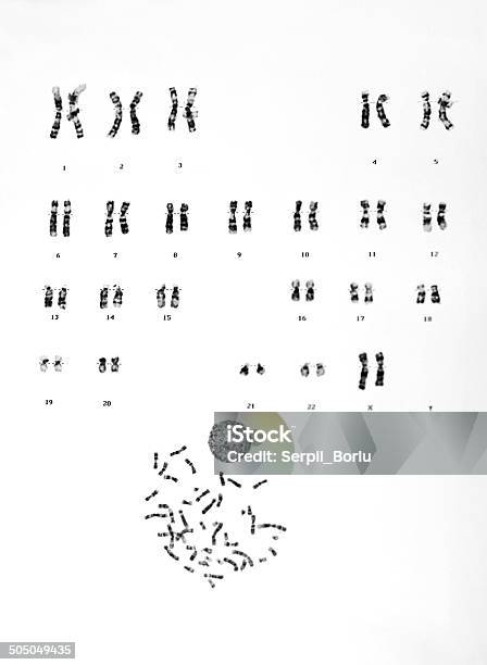 Human Chromosomes Stock Photo - Download Image Now - Chromosome, Biology, Map