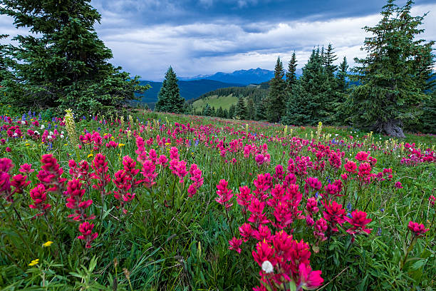 istock Wildflowers in Mountain Meadow 505049439