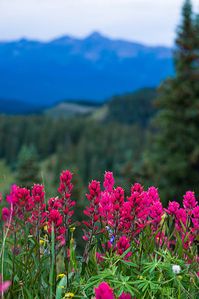 istock Wildflowers in Mountain Meadow 505049441