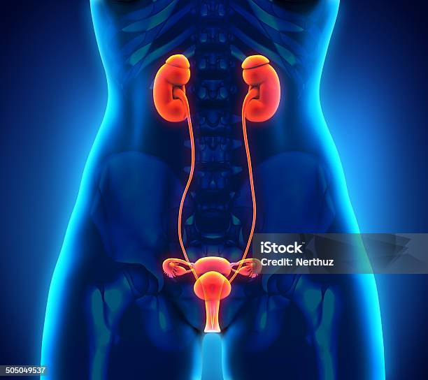 Female Urogenital Anatomy Stock Photo - Download Image Now - Urinary System, Female Likeness, Three Dimensional