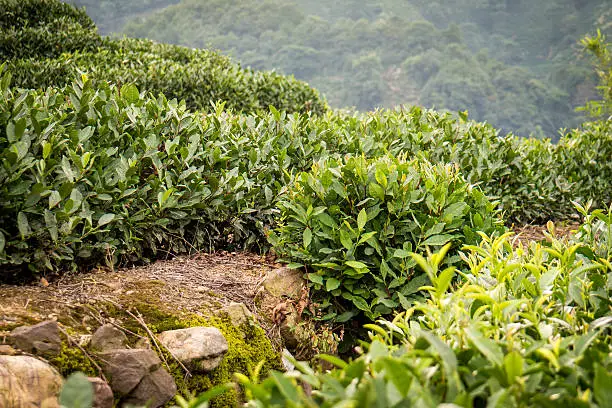 Tea terraces in Hangzhou city Zhejiang province